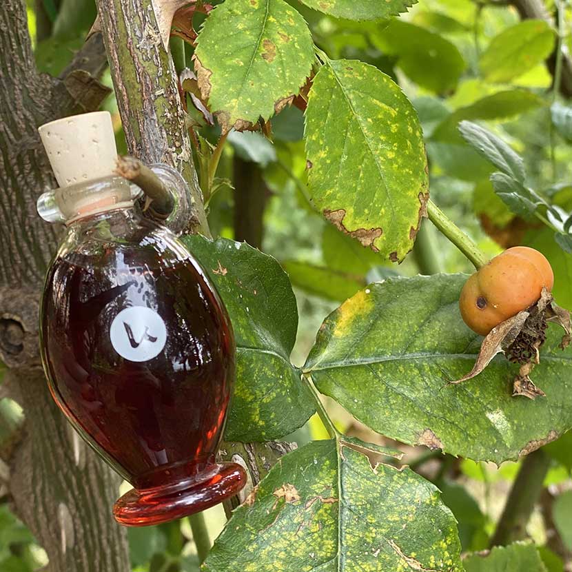 Rosehip Oil